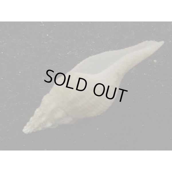 画像3: シロヒメナガニシ (3)