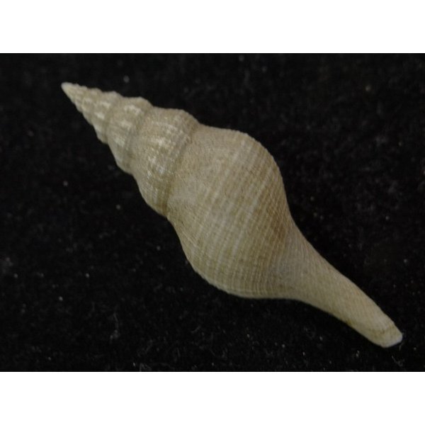 画像2: シロヒメナガニシ (2)