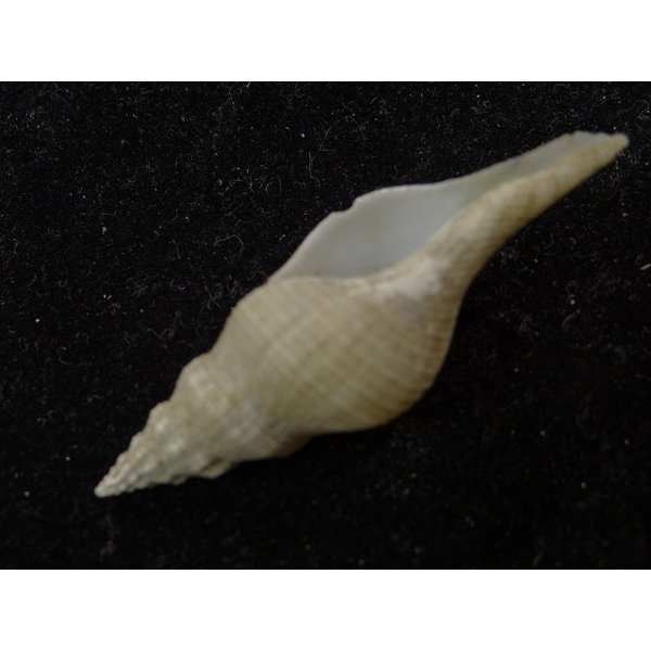 画像3: シロヒメナガニシ (3)