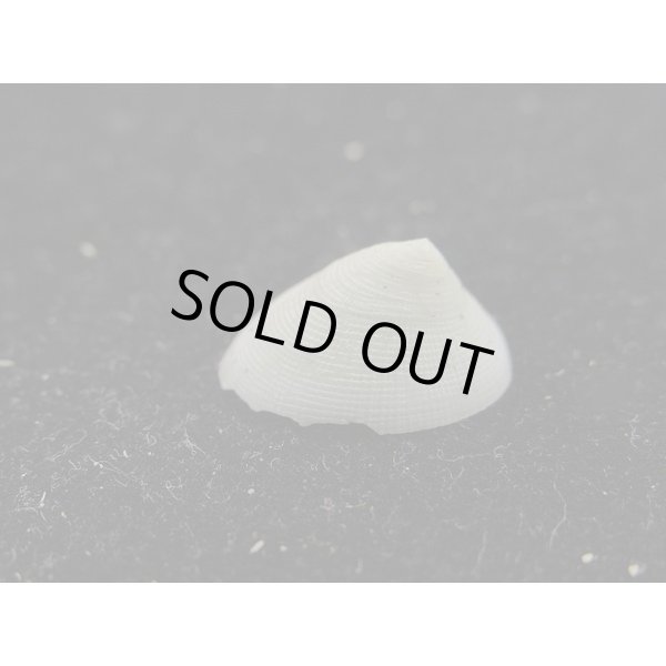 画像2: ワダツミシロガサ? (2)