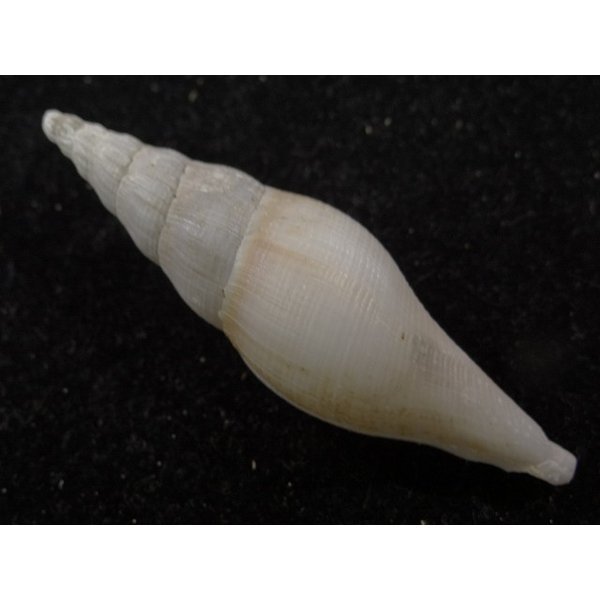 画像2: ツノキフデ近似? (2)