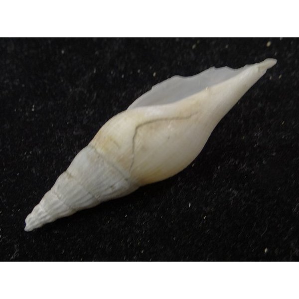 画像3: ツノキフデ近似? (3)