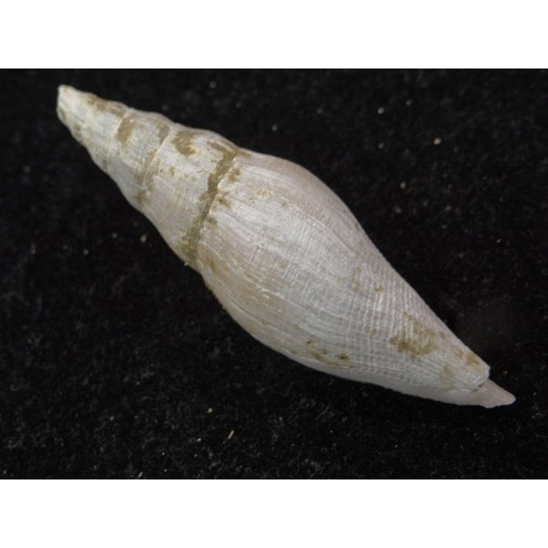 画像2: ツノキフデ近似? (2)