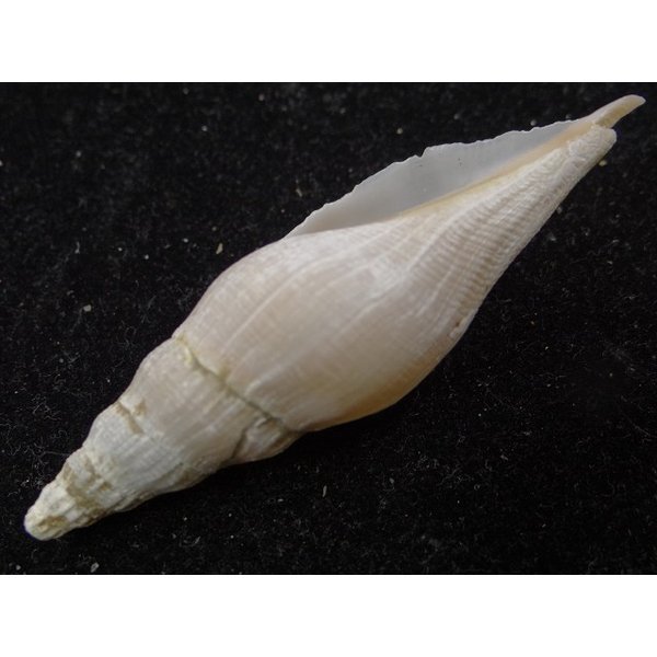 画像3: ツノキフデ近似? (3)