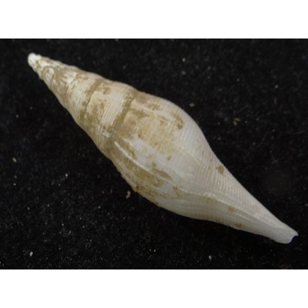 画像2: ツノキフデ近似? (2)