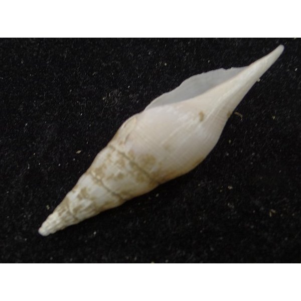 画像3: ツノキフデ近似? (3)