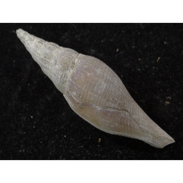 画像2: ツノキフデ近似? (2)