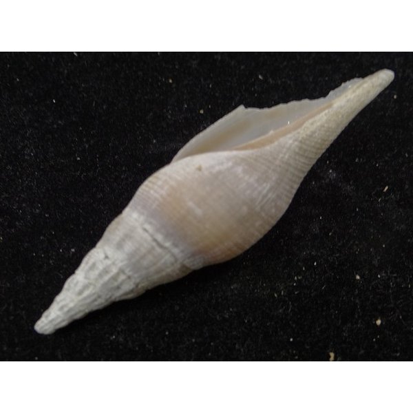 画像3: ツノキフデ近似? (3)