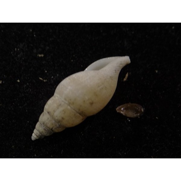 画像3: ウスツムバイ (3)