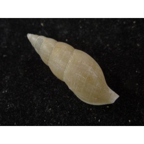 画像2: ウスツムバイ (2)