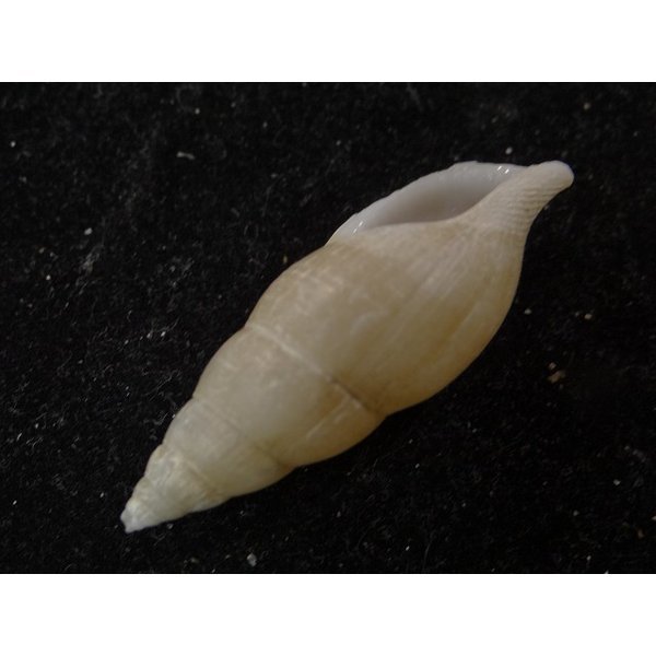 画像3: ウスツムバイ (3)