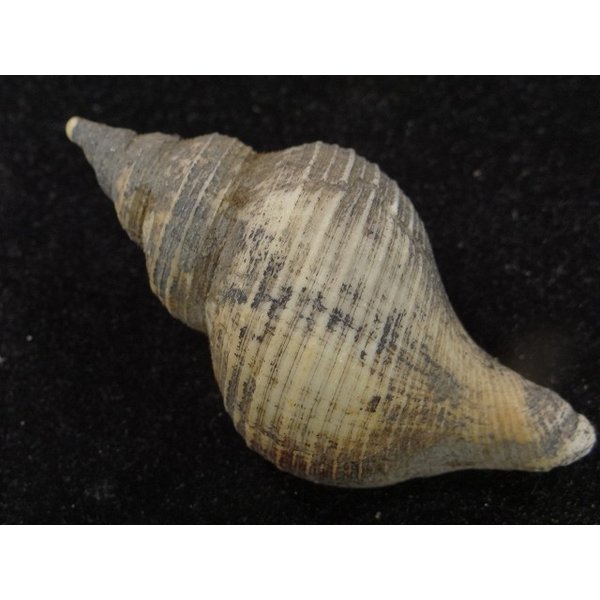 画像2: ヒメエゾボラモドキ(Neptunea kuroshio) (2)