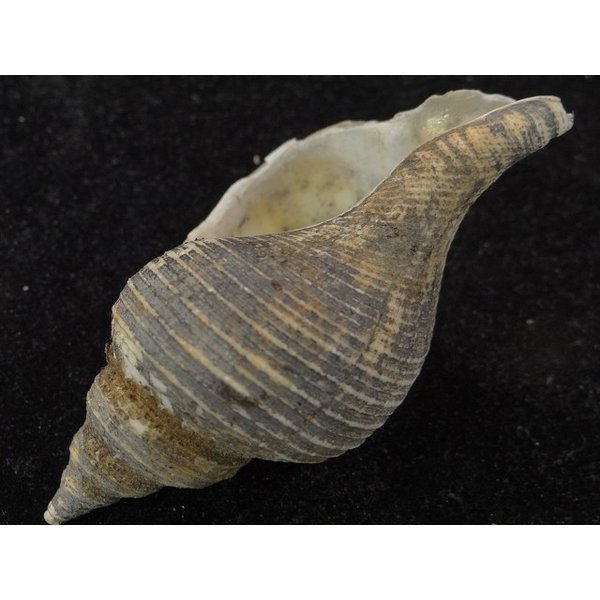 画像3: ヒメエゾボラモドキ(Neptunea kuroshio) (3)