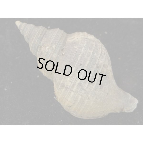 画像2: ヒメエゾボラモドキ(Neptunea kuroshio) (2)