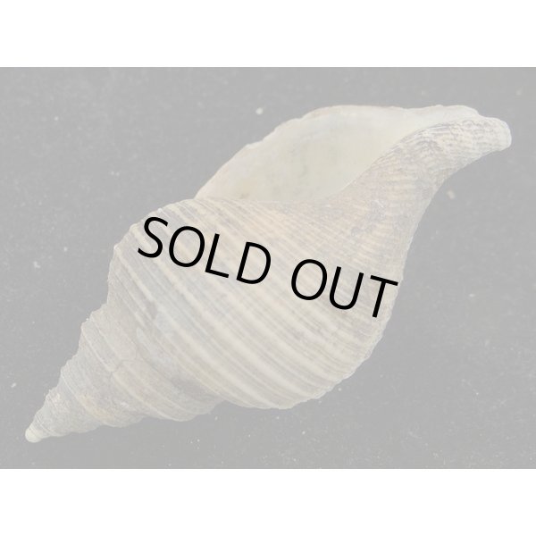 画像3: ヒメエゾボラモドキ(Neptunea kuroshio) (3)