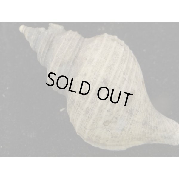 画像2: ヒメエゾボラモドキ(Neptunea kuroshio) (2)