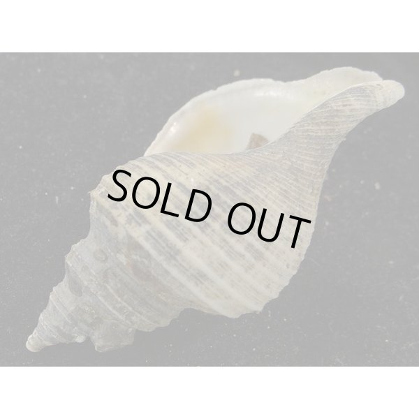 画像3: ヒメエゾボラモドキ(Neptunea kuroshio) (3)