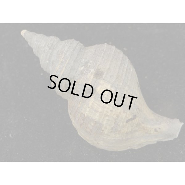 画像2: ヒメエゾボラモドキ(Neptunea kuroshio) (2)