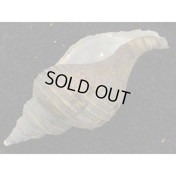 画像3: ヒメエゾボラモドキ(Neptunea kuroshio) (3)