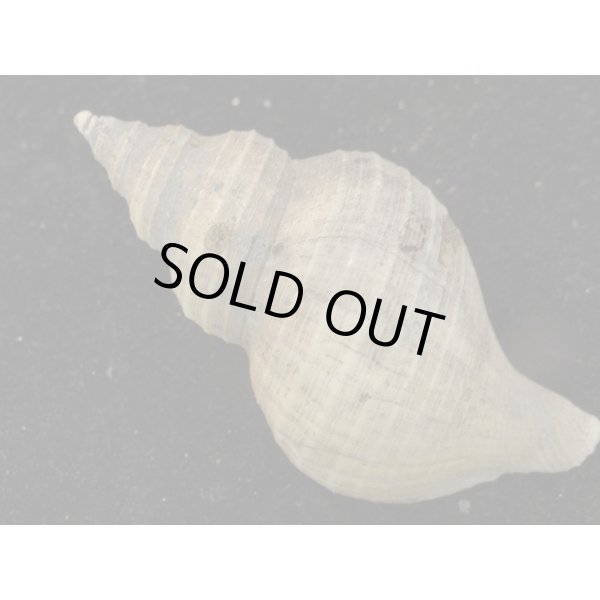 画像2: ヒメエゾボラモドキ(Neptunea kuroshio) (2)