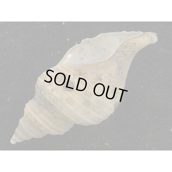 画像3: ヒメエゾボラモドキ(Neptunea kuroshio) (3)