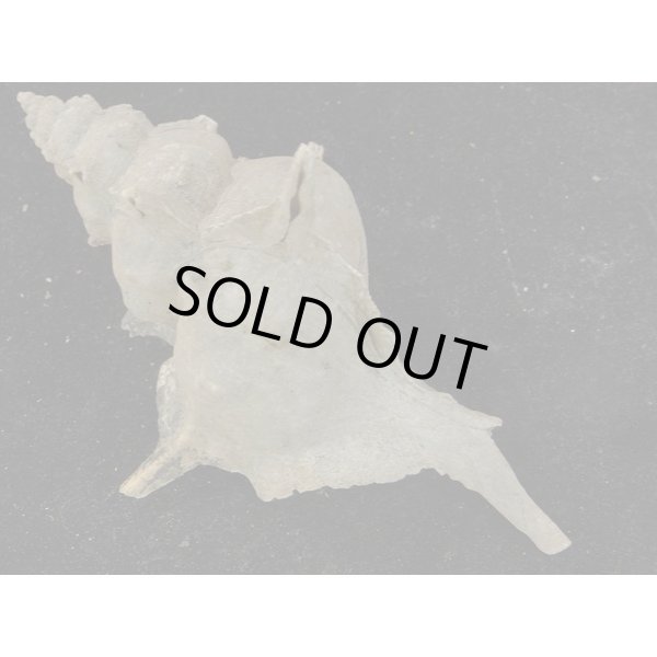 画像2: ガンセキバショウ (2)