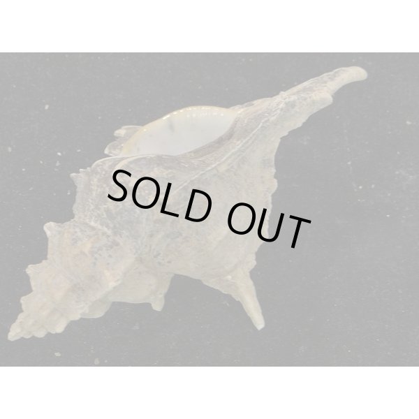 画像3: ガンセキバショウ (3)