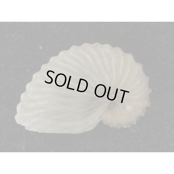 画像2: インド洋型 タコブネ (2)