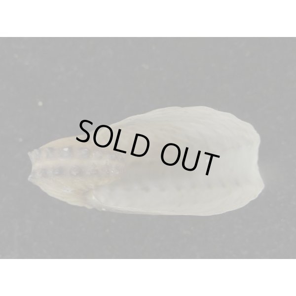 画像3: インド洋型 タコブネ (3)