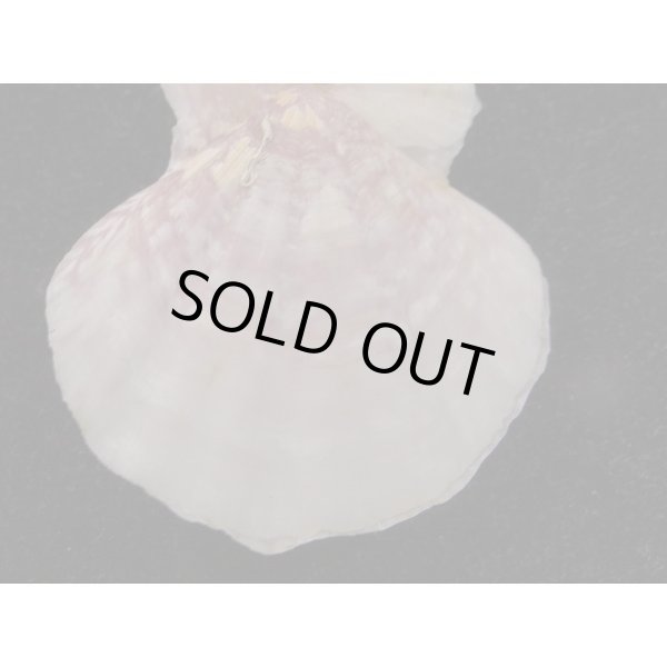 画像2: ヨーロッパキンチャク 紫模様 (2)