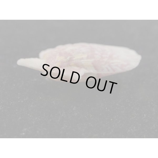 画像3: ヨーロッパキンチャク 紫模様 (3)