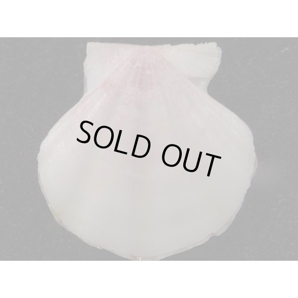 画像2: ヨーロッパキンチャク 紫模様 (2)