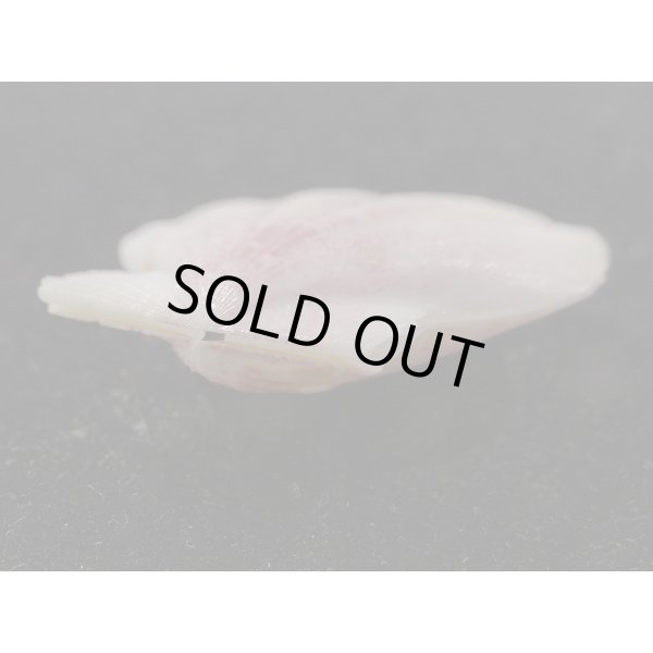 画像3: ヨーロッパキンチャク 紫模様 (3)