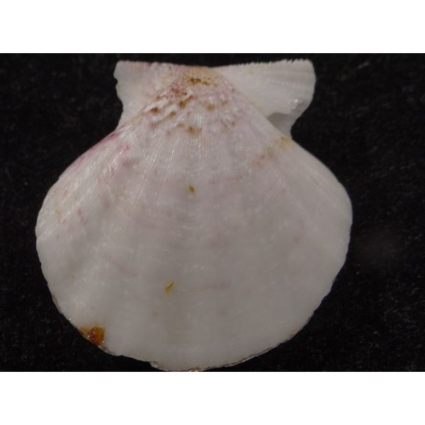 画像2: ヨーロッパキンチャク 紫模様 (2)