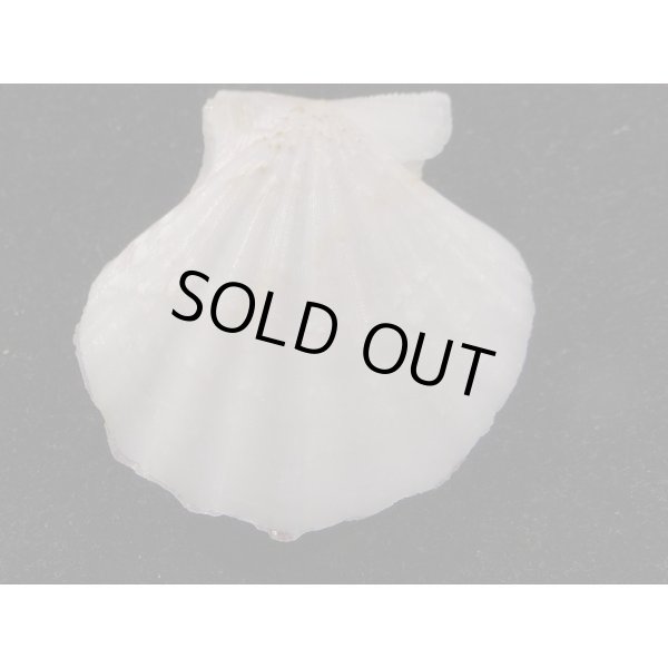 画像2: ヨーロッパキンチャク 紫模様 (2)