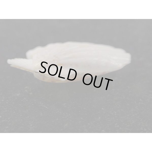 画像3: ヨーロッパキンチャク 紫模様 (3)