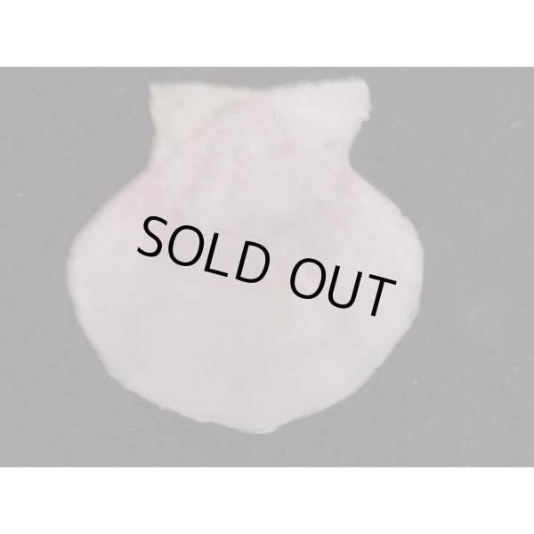 画像2: ヨーロッパキンチャク 紫 (2)