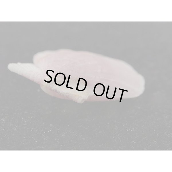 画像3: ヨーロッパキンチャク 紫 (3)