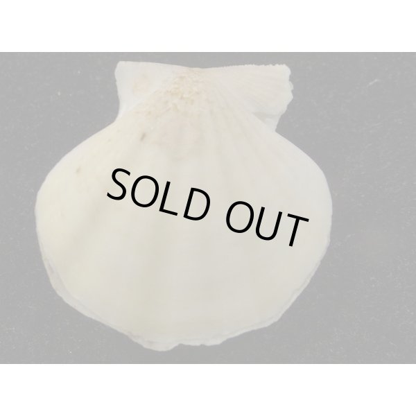 画像2: ヨーロッパキンチャク 黒模様 (2)