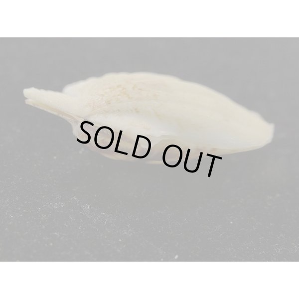 画像3: ヨーロッパキンチャク 黒模様 (3)