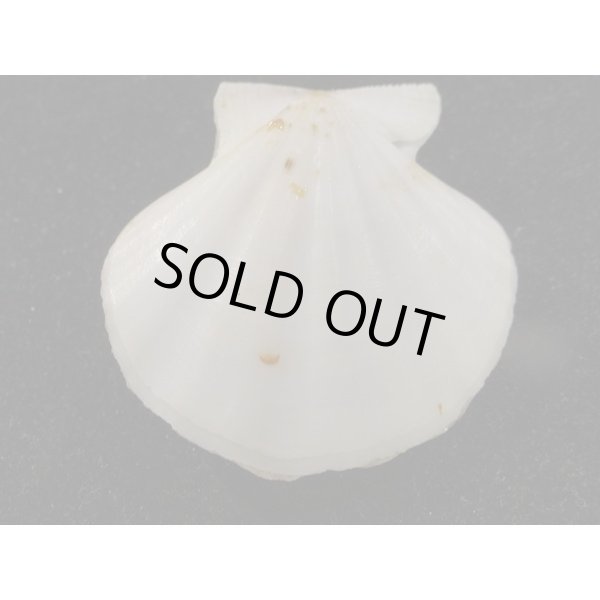 画像2: ヨーロッパキンチャク 黒模様 (2)