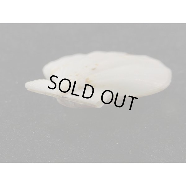 画像3: ヨーロッパキンチャク 黒模様 (3)