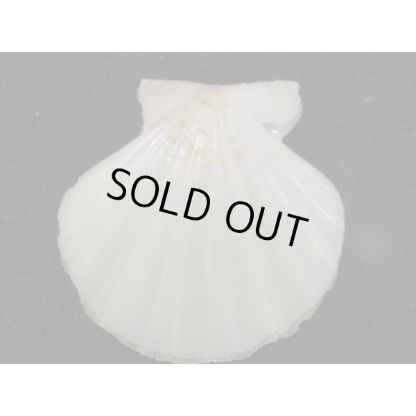 画像2: ヨーロッパキンチャク 黒模様 (2)