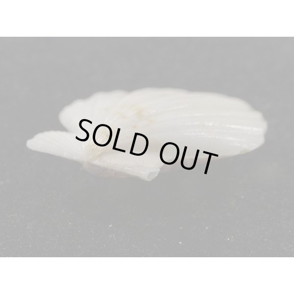 画像3: ヨーロッパキンチャク 黒模様 (3)