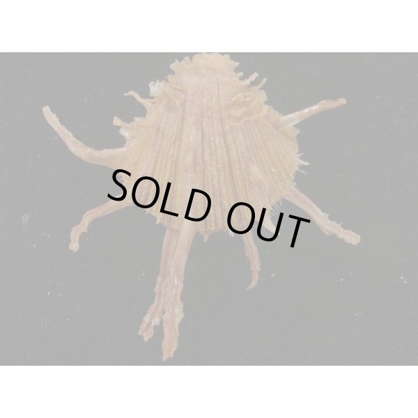 画像2: センニンショウジョウ? (2)