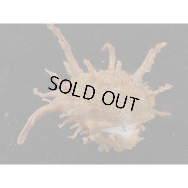 画像3: センニンショウジョウ? (3)