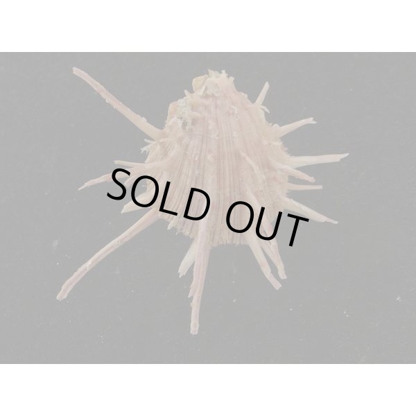 画像2: センニンショウジョウ？ (2)