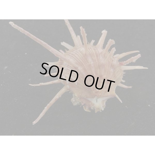 画像3: センニンショウジョウ？ (3)