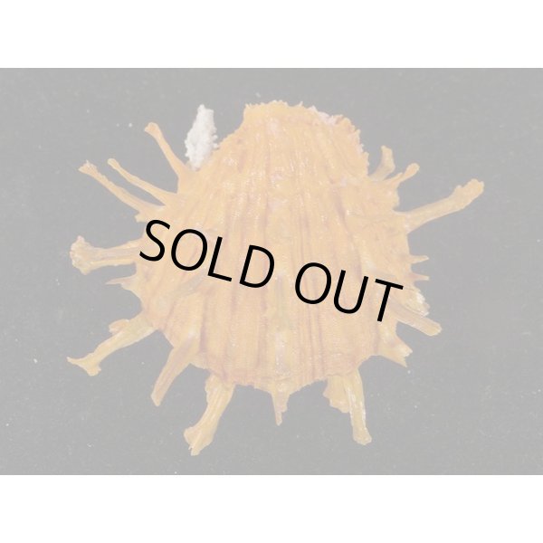 画像2: ダンドクメンガイ 朱色 (2)