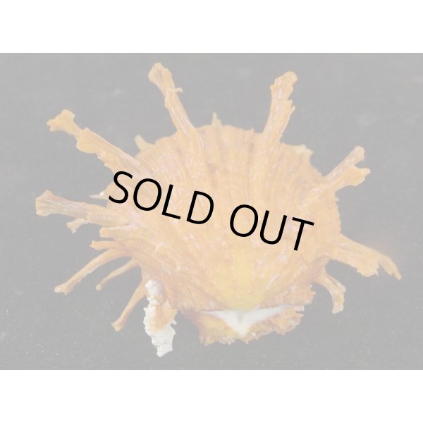 画像3: ダンドクメンガイ 朱色 (3)